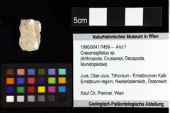 Foto (Objket + Etiketten) von Longodromites excisus (von Meyer 1857) 